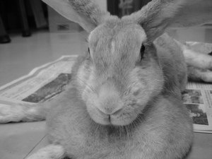 my bunny-fd0015