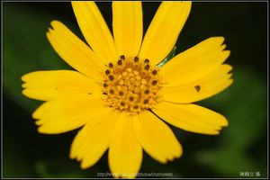 小雛菊正面特寫