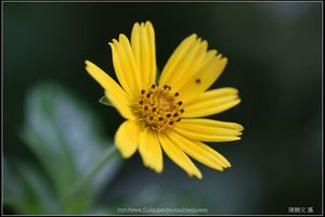 小雛菊側面特寫