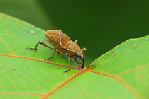 斜條大象鼻蟲