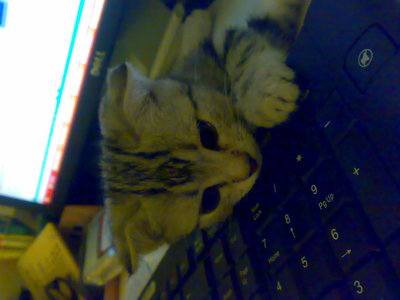 迪迪的成長日記