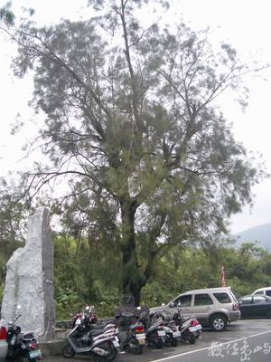 白米社區外的樹