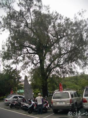 白米社區外的樹