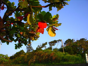 台一線西湖鄉的安全島上的樹