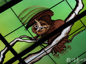 光之穹頂-貓頭鷹