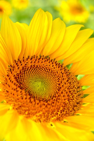 2007-11-25 向日葵