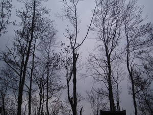 阿里山夫妻樹旁