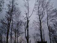 阿里山夫妻樹旁