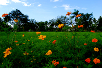 屏東台糖波斯菊