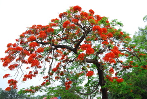 鳳凰燒紅半邊天