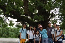 停車場的茄苳樹