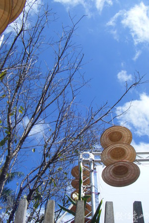 野薑花嚮藍的笑靨