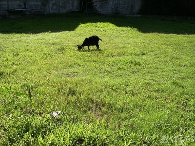 高雄縣甲仙鄉小林村之舊影寫真˙2004年