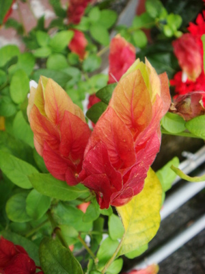 2009/07/26 關仔嶺水火同源附近的花