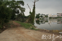 平鎮市郊野埤塘