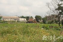 平鎮市郊野田園