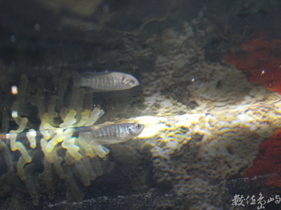 蓋斑鬥魚3