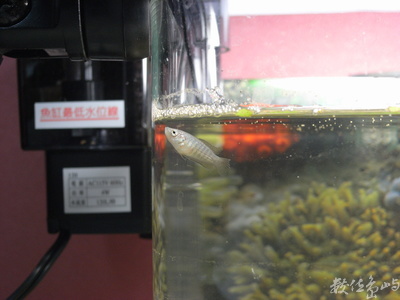 蓋斑鬥魚2