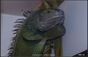 爬蟲類-20150509-01(學名待查)