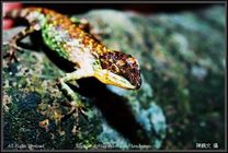 可能是黃口攀蜥-06