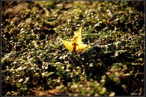 超有立體感的楓葉