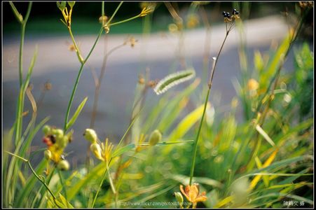 電影鏡頭_Kinoptik 50mm F2 Macro