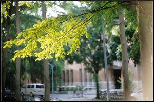 一隻樹蔭 (落羽松)