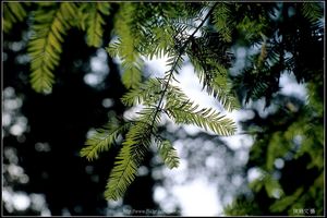 K50 Macro F16 特寫 (落羽松)