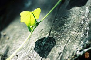 藤葉光與影的表現