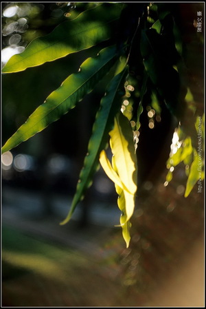 樹葉的立體感表現