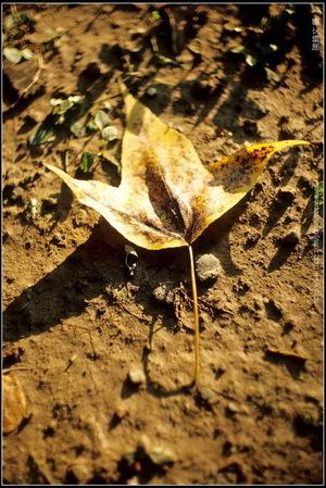 法國 Kinoptik 電影鏡頭 攝影集