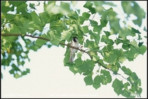 鳥（學名待查）