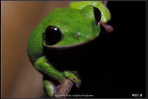 諸羅樹蛙大頭照