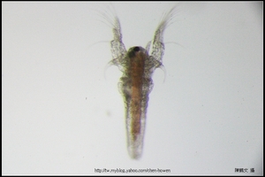 往上游的豐年蝦無節幼蟲