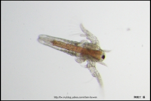 往右游的豐年蝦無節幼蟲