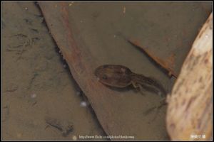 諸羅樹蛙小時候(伸出後腳時期)