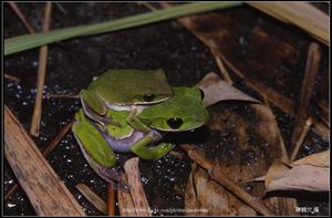 諸羅樹蛙夫婦