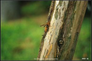 蜂 F3.3光圈測試 (Angenieux 35-70mm)