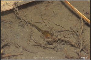 諸羅樹蛙小時候-01 (蝌蚪)