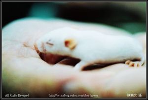 實驗白老鼠-2（仔鼠）