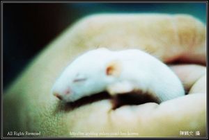 實驗白老鼠-1(仔鼠)