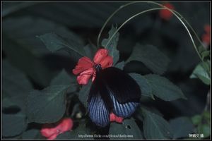 蝴蝶（學名待查）-0323-06