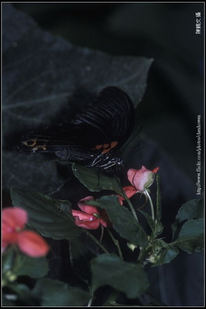 蝴蝶（學名待查）-0323-05