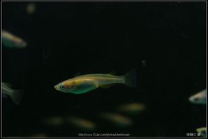 Female medaka -2 (日本青鱂魚)