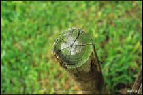 Angenieux 35-70mm 最短距離素質測試-02