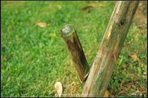 Angenieux 35-70mm 最短距離素質測試-01