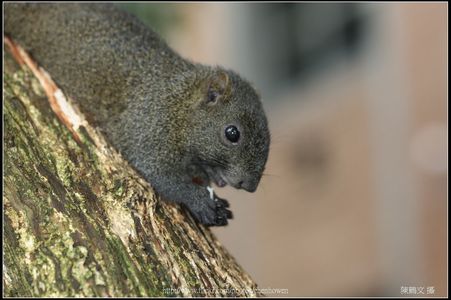 阿鶴的動物、植物、真菌隨手拍-01