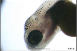 帶有卵黃囊的吳郭魚稚魚_高倍數