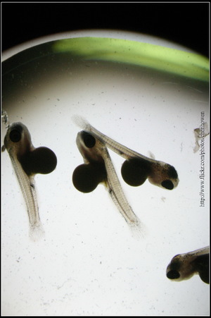 吳郭魚仔魚魚群 (tilapia larvae)