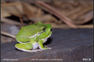 諸羅樹蛙夫妻檔-1 (Rhacophorus arvalis